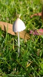 Conocybe apala image