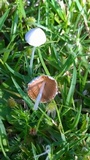 Conocybe apala image