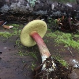 Xerocomellus atropurpureus image