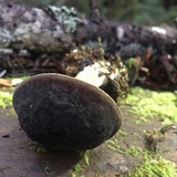 Xerocomellus atropurpureus image