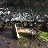 Xerocomellus atropurpureus image