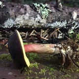 Xerocomellus atropurpureus image