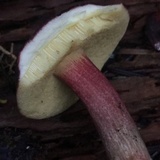 Xerocomellus atropurpureus image