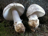 Amanita protecta image