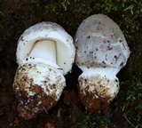 Amanita protecta image