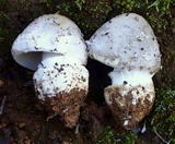 Amanita protecta image