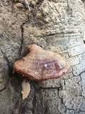 Ganoderma polychromum image