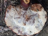 Ganoderma polychromum image