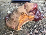 Ganoderma polychromum image