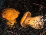 Suillus tomentosus image