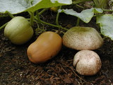 Agaricus subrufescens image