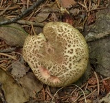Boletus chrysenteron image
