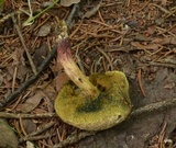 Boletus chrysenteron image