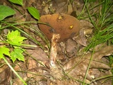 Boletus vermiculosoides image