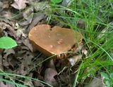 Boletus vermiculosoides image