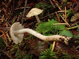 Inocybe griseolilacina image