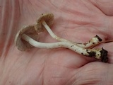 Inocybe griseolilacina image