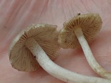 Inocybe griseolilacina image