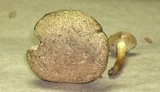 Boletus chrysenteron image