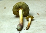 Boletus chrysenteron image