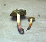 Boletus chrysenteron image