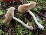 Pseudoclitocybe cyathiformis image