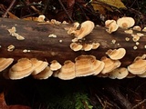 Trametes hirsuta image