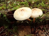 Pholiota decorata image