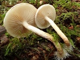Pholiota decorata image