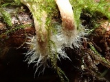 Pholiota decorata image