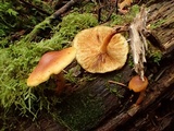 Gymnopilus sapineus image