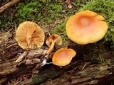 Gymnopilus sapineus image