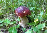 Boletus rubriceps image