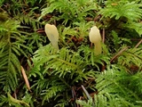 Spathularia flavida image