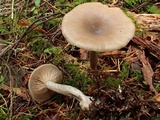Pseudoclitocybe cyathiformis image