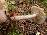 Pseudoclitocybe cyathiformis image