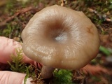 Pseudoclitocybe cyathiformis image