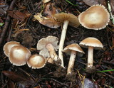 Inocybe albodisca image