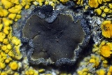 Peltula euploca image