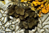 Peltula euploca image