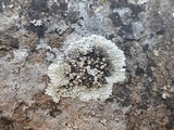 Lecanora muralis image