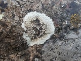 Lecanora muralis image