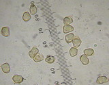 Inocybe albodisca image