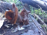 Gyromitra infula image
