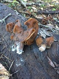 Gyromitra infula image