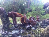 Gyromitra infula image