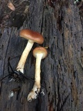 Pholiota velaglutinosa image