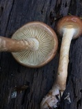 Pholiota velaglutinosa image
