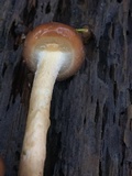 Pholiota velaglutinosa image