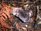 Sarcodon fuscoindicus image